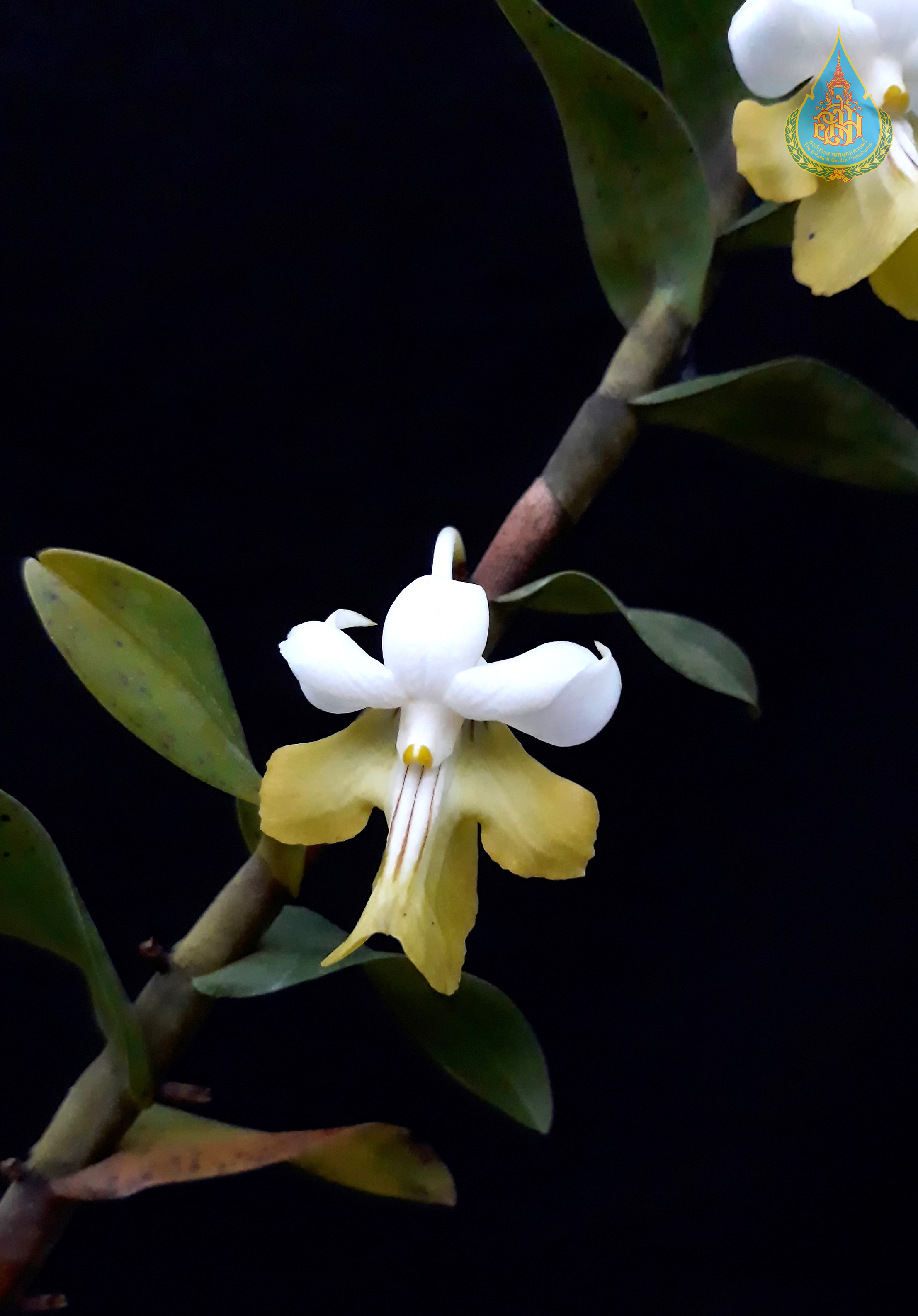 หวายดอกเดี่ยว Dendrobium uniflorum Griff.<br/>ORCHIDACEAE